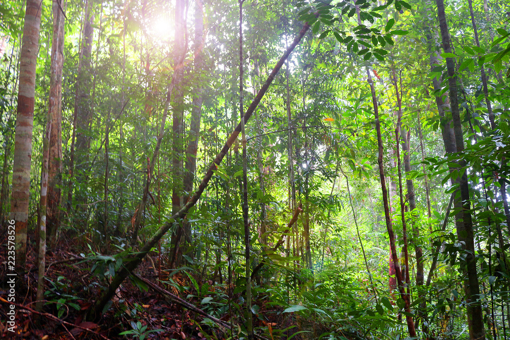 Fototapeta premium Landscape of tropical rainforest in a morning, Malaysia