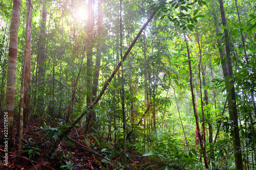 Landscape of tropical rainforest in a morning, Malaysia