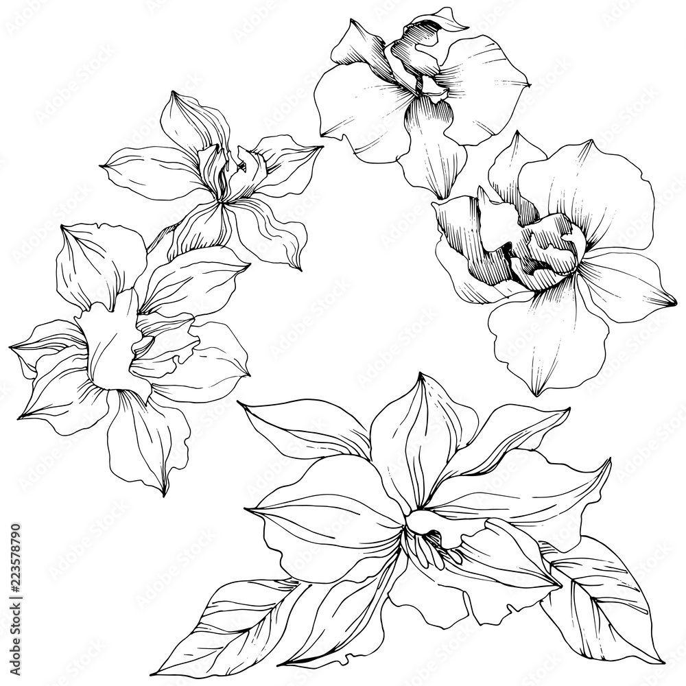 Fototapeta premium Wektor tropikalny kwiat orchidei. Kwiatowy kwiat botaniczny. Izolowany element ilustracji. Wektor Wildflower dla tła, tekstury, wzoru opakowania, ramki lub obramowania.