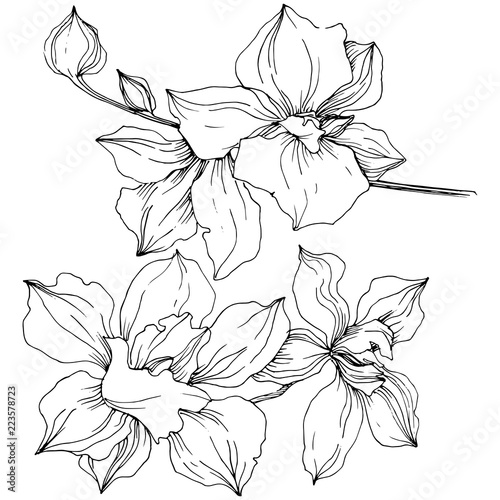 Wallpaper Mural Vector tropical orchid flower. Floral botanical flower. Isolated illustration element. Vector wildflower for background, texture, wrapper pattern, frame or border. Torontodigital.ca