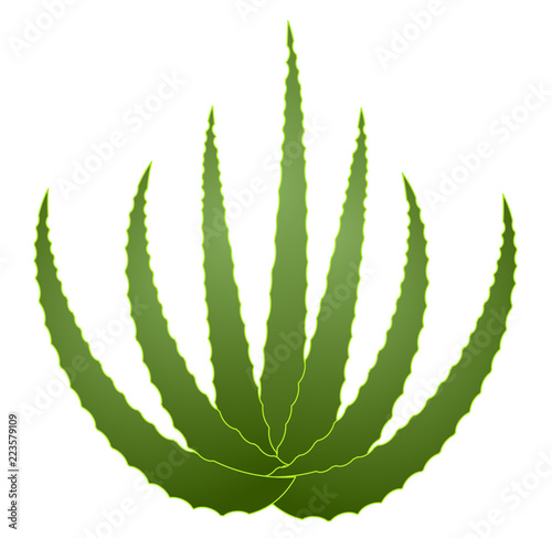 Green aloe vera icon vector eps 10