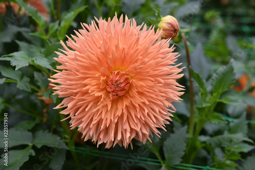 Fototapeta Naklejka Na Ścianę i Meble -  Dahlia orange