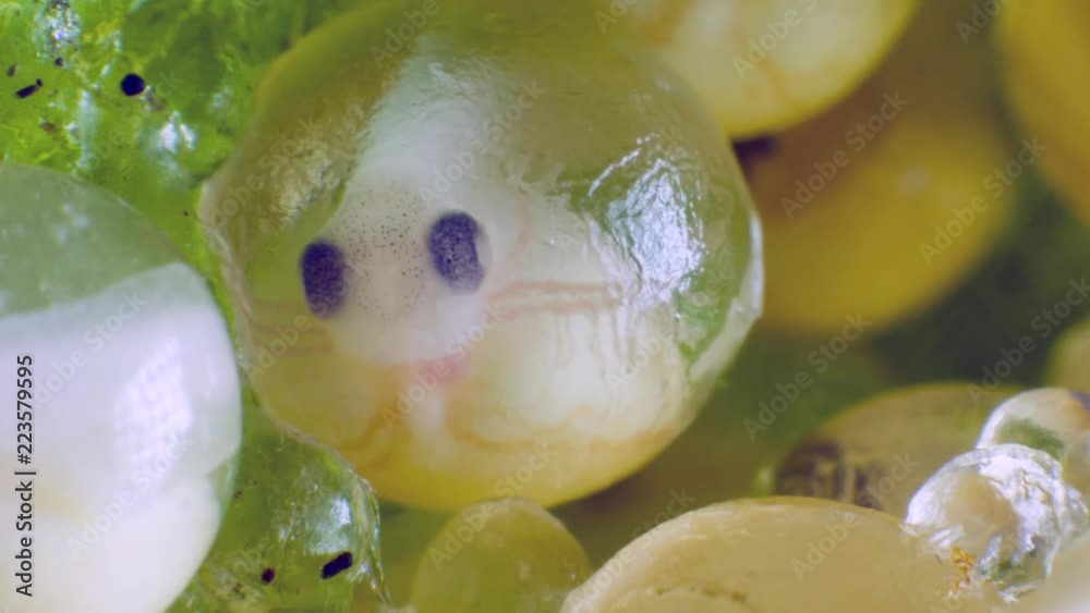 A clutch of Ecuadorian Monkey Frog (Phyllomedusa ecuatoriana) eggs with
