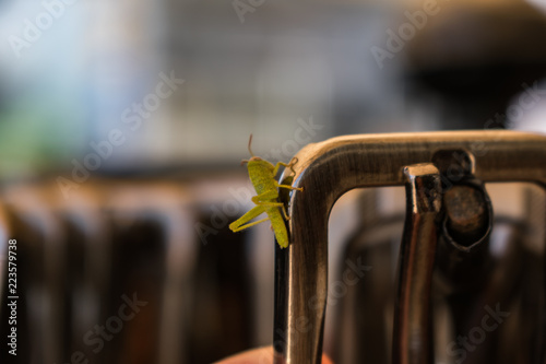 Grasshopper sitting on a buckle.
