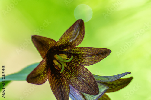 Close up of the center of a chocolate lily bloom photo