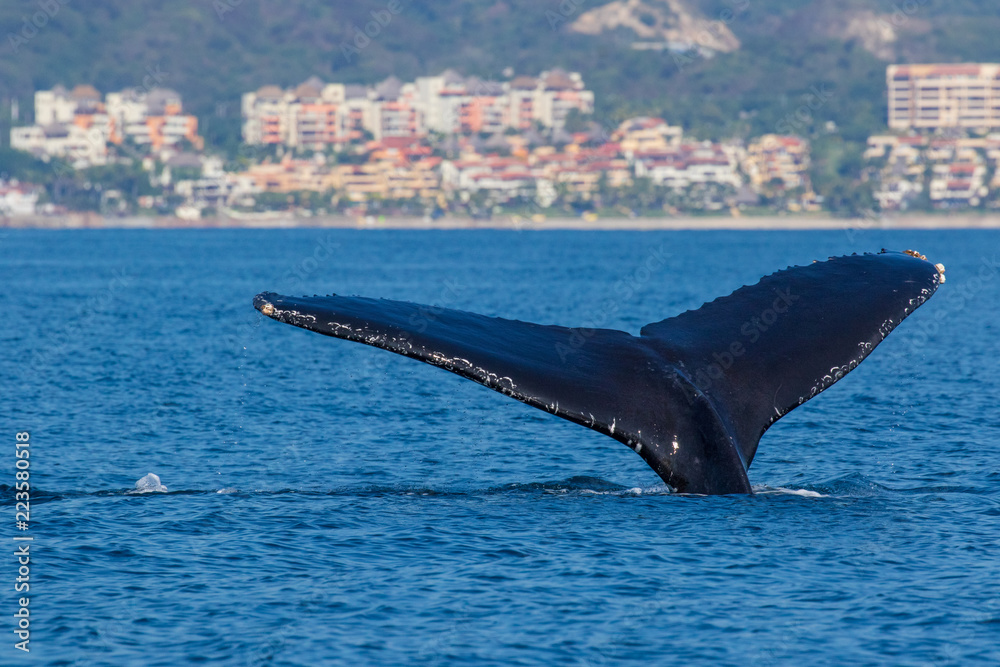 Fototapeta premium Humpback whale