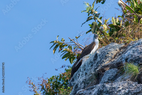 Blue footed boobie