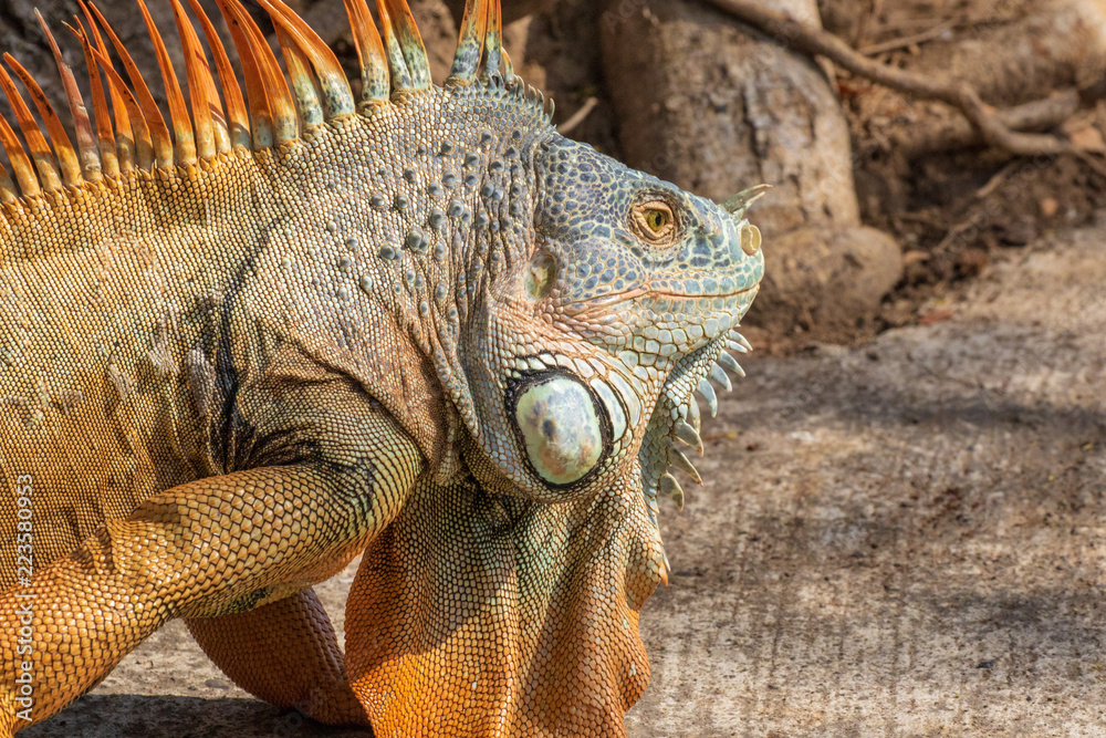 Fototapeta premium Iguana portrait
