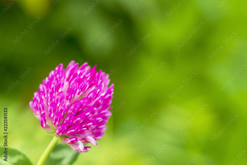 Pink flower of a clover on a green background. Pink flower of a clover on a green background.
