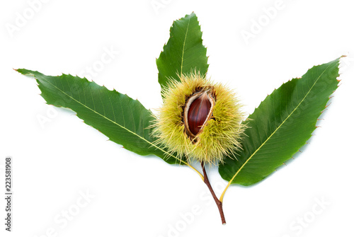 Chestnut fruit with its outer shell and some leaves isolated on white background