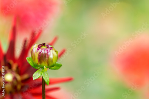 Fototapeta Naklejka Na Ścianę i Meble -  Rote Kaktusdahlien Knospe (Hortensie) blüht im Sommer.