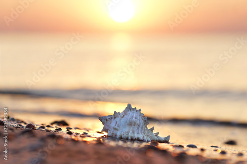Fototapeta Naklejka Na Ścianę i Meble -  Muschel am Strand - romantisch