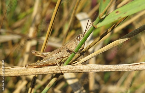 Brown grasshopper on a plant in the field, closeup