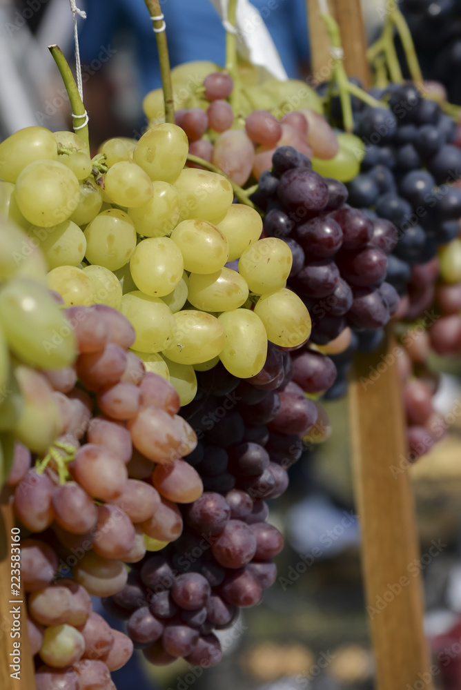 Bunches of grapes of different varieties, close-up Bunches of grapes of different varieties, close-up