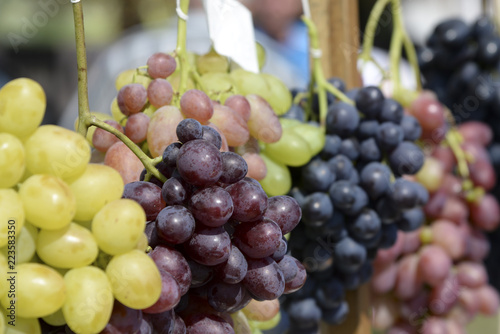 Bunches of grapes of different varieties, close-up