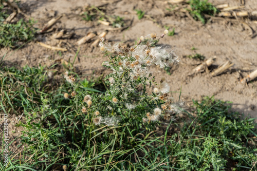 Wallpaper Mural dekor Torontodigital.ca