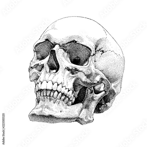 Hand Drawn Dotted Realistic Vector Skull