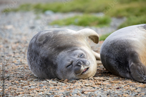 seal sitting on a rock