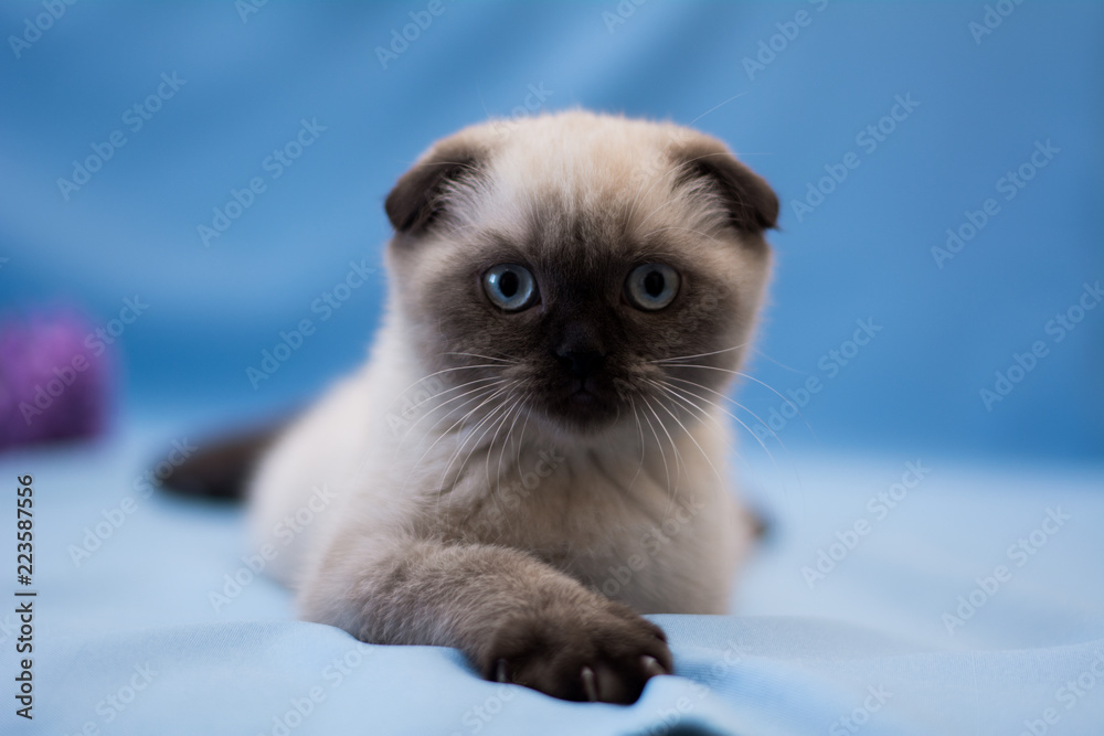 Obraz premium kitten cat scottish straight, lop-eared fluffy, animal tree autumn