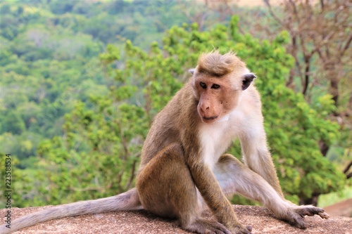 Wild monkey at Sigiriya rock in Sri Lanka © サラリーマン