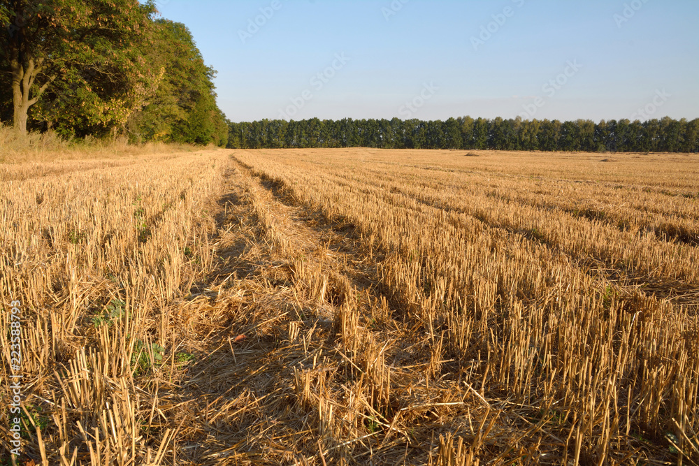 wheat straw field