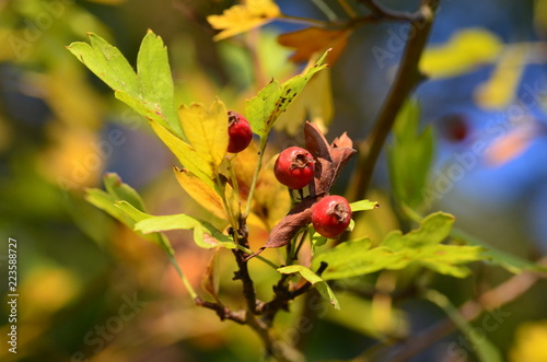 Weißdorn, Zweig mit reifen Beeren © Susanne