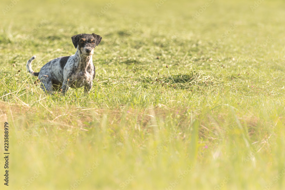 Foto de jack russell terrier hunting dog sits attentively in a green