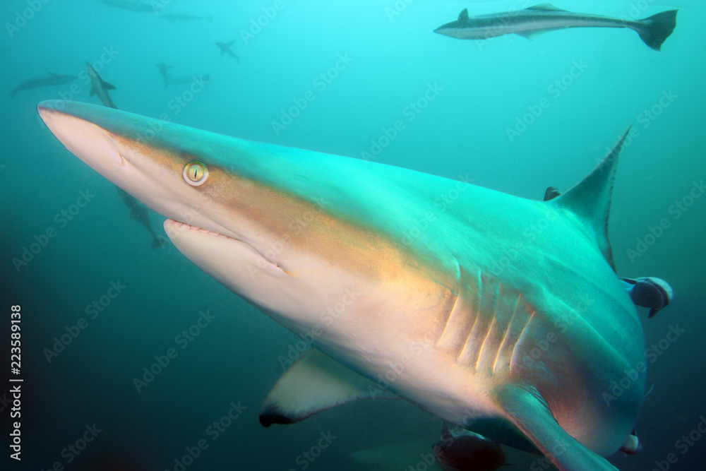 Naklejka premium The blacktip shark (Carcharhinus limbatus), portrait in the ocean.