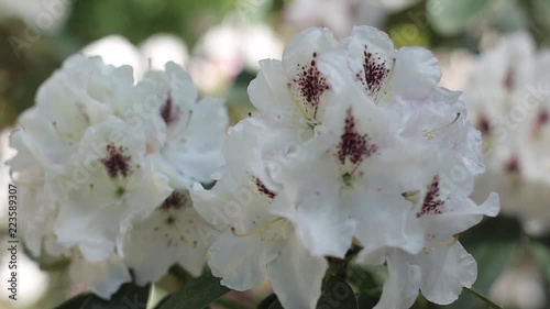 White rhododendrons bloom in the summer garden in the sun photo