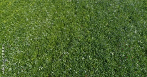 Wildflower meadow field with sunny summer day. Drone rising and tilting down above colorful green, yellow, red, blue and white flowers. Uukuniemi. Finland photo