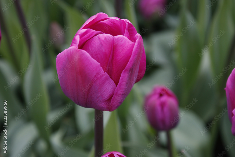 Tulip