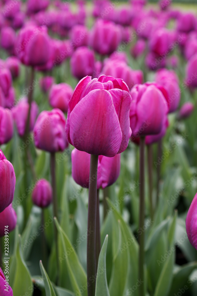 Obraz premium Tulips