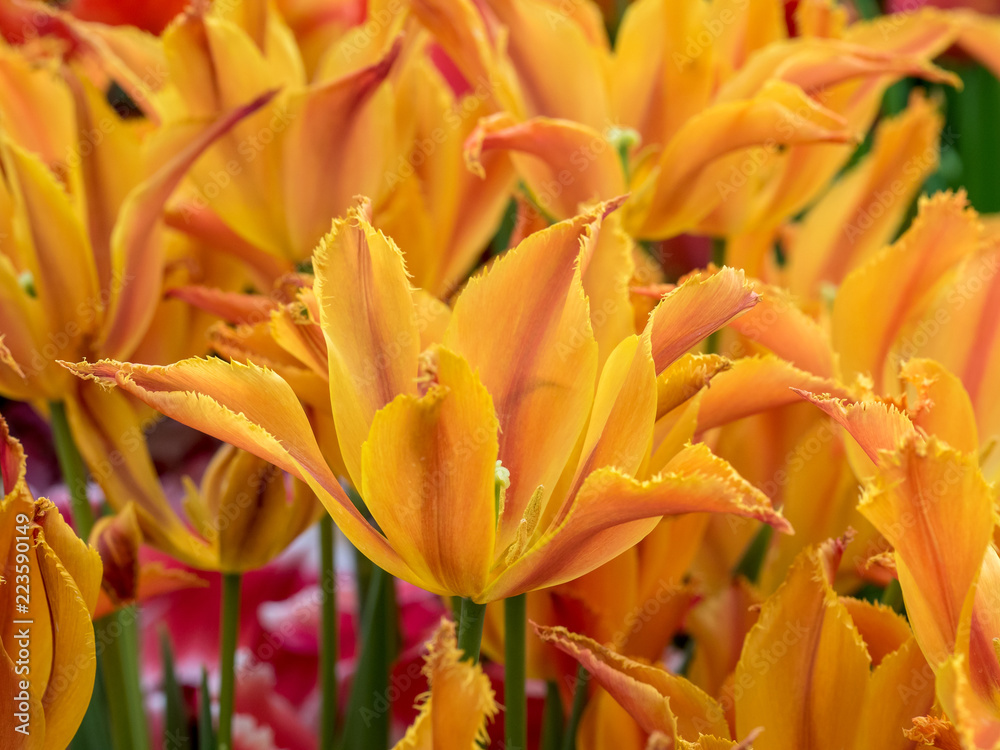 Obraz premium Tulips