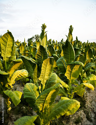 tobacco plantation, tobacco flower