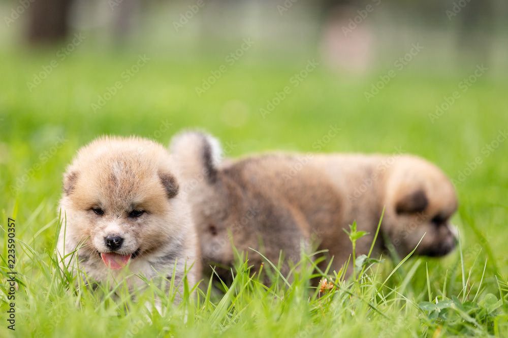 Red japanese akita puppies walks outdoor at park Red japanese akita puppies walks outdoor at park