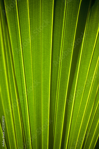 Ekological plant closeup shoot