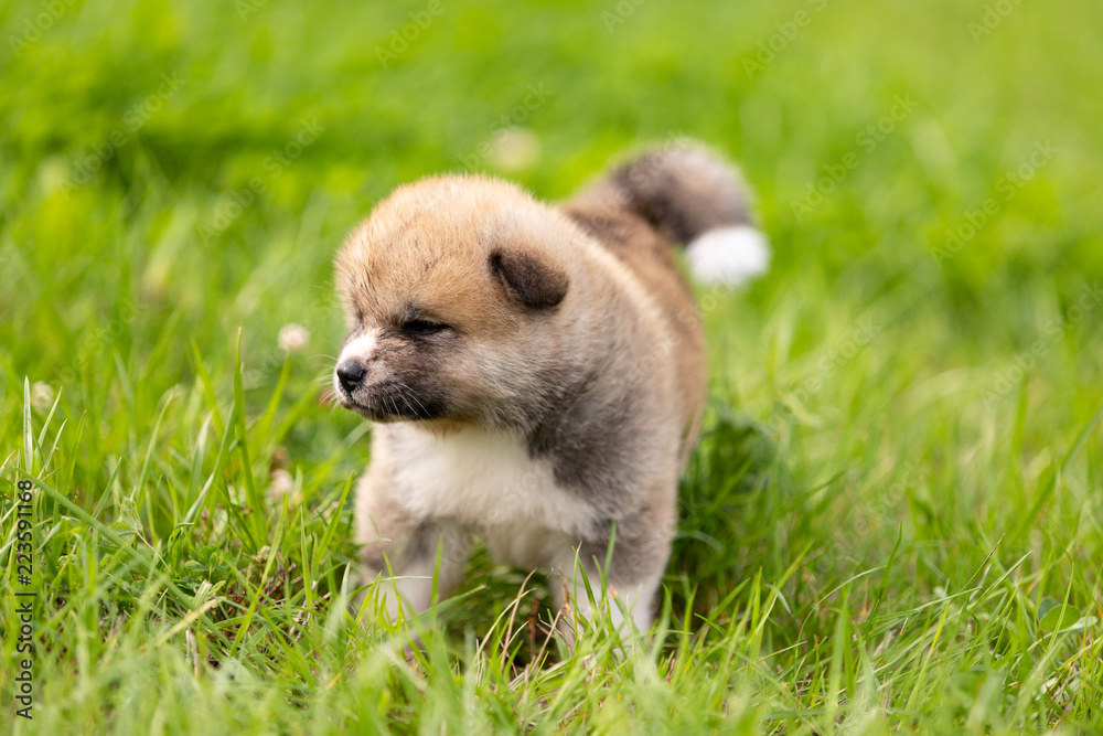 Red japanese akita puppy walks outdoor at park