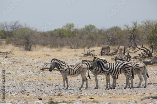 zebra walking in africa around