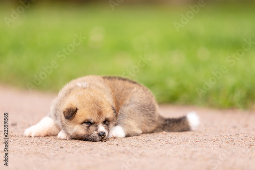 Red japanese akita puppy walks outdoor at park