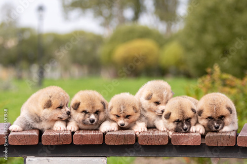 Red japanese akita puppies walks outdoor at park