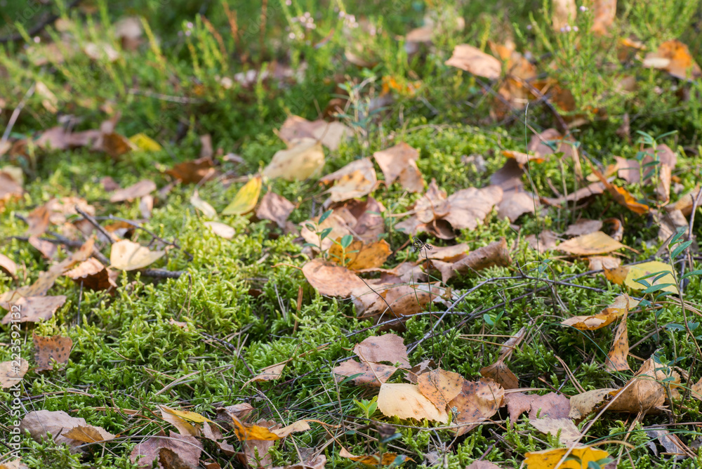 birch leaves on moss birch leaves on moss