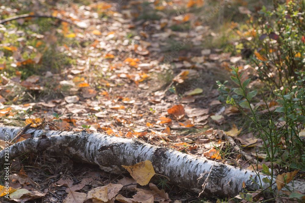 footpath in forest covered with autumn fallen leaves footpath in forest covered with autumn fallen leaves