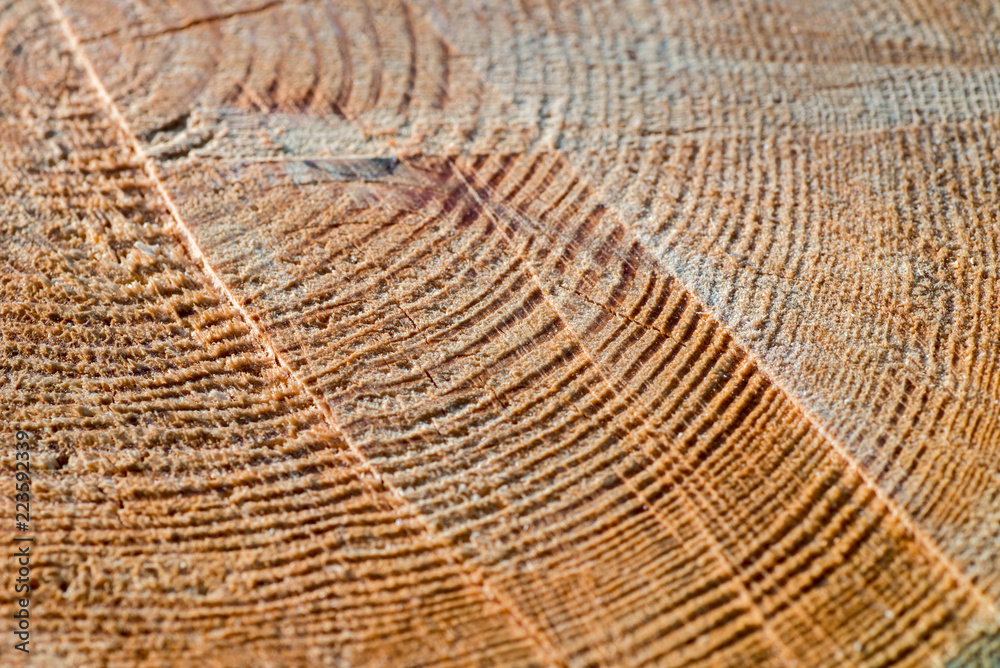 Fototapeta premium cut pine wood log background texture