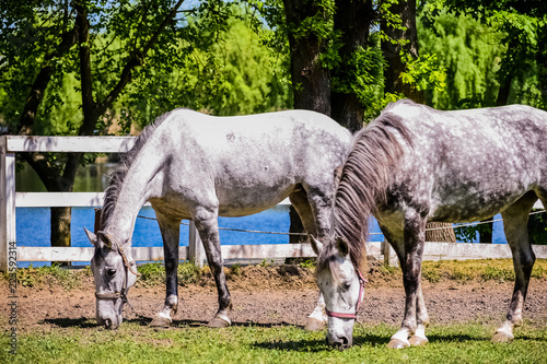 Horses eating grass