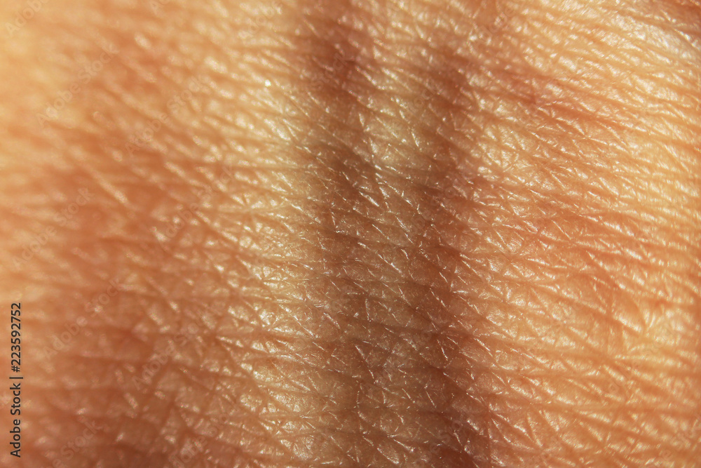 Fototapeta premium Macro skin of the human hand with two subcutaneous veins on the wrist