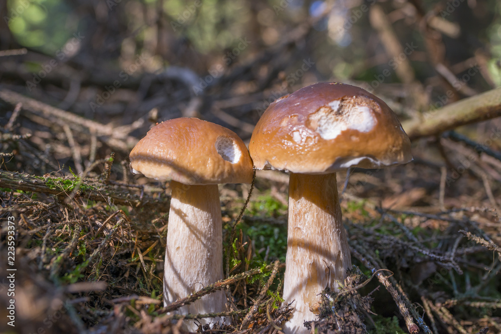 mushrooms - Boletus edulis in a forest close up mushrooms - Boletus edulis in a forest close up