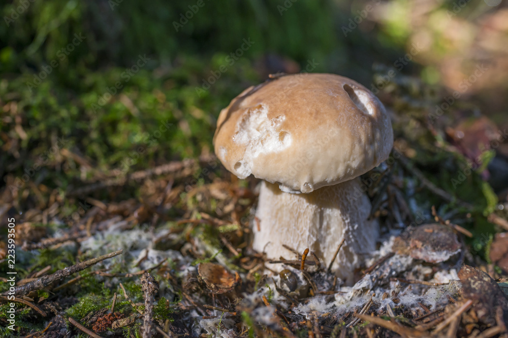 mushrooms - Boletus edulis in a forest close up mushrooms - Boletus edulis in a forest close up