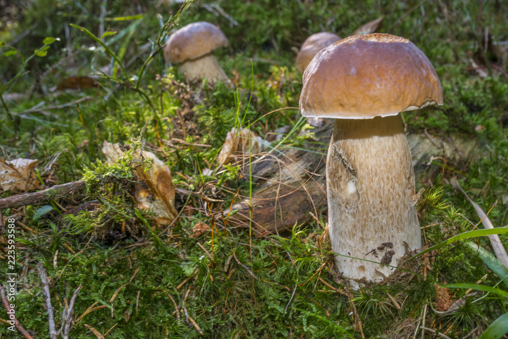 mushrooms - Boletus edulis in a forest close up