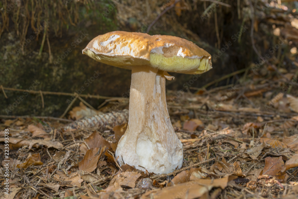 Fototapeta premium mushrooms - Boletus edulis in a forest close up