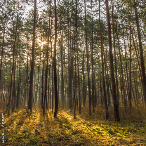 Fototapeta Naklejka Na Ścianę i Meble -  the sunlight in the morning in the coniferous forest